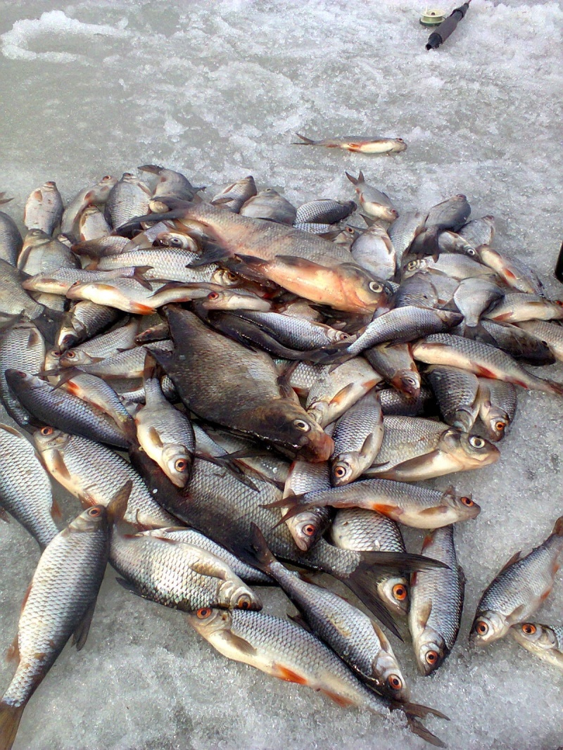 В Оренбуржье наловили рыбы в День рыбака